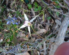 Caladenia rigida