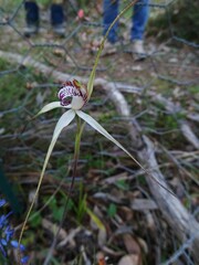 Caladenia rigida