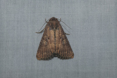 Condica illecta