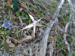 Caladenia rigida