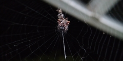 Thelacantha brevispina