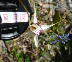 Caladenia rigida