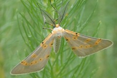 Nassinia caffraria