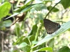 Deudorix epijarbas menesicles