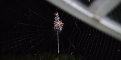 Thelacantha brevispina