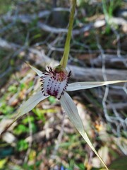 Caladenia rigida