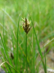 Carex divisa