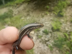 Plestiodon anthracinus anthracinus