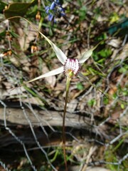 Caladenia rigida