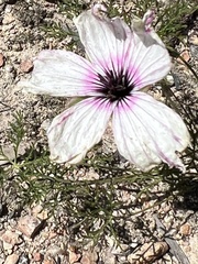 Monsonia speciosa