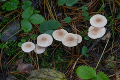 Cystoderma carcharias