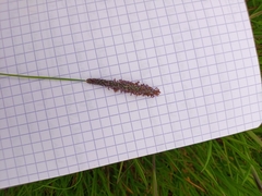 Alopecurus geniculatus