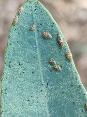 Thaumastocoris peregrinus