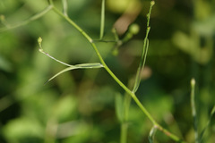 Symphyotrichum divaricatum