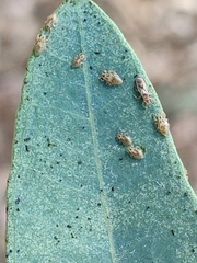 Thaumastocoris peregrinus