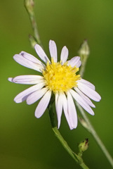 Symphyotrichum divaricatum