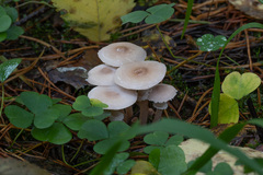 Cystoderma carcharias