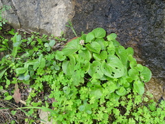 Valeriana asarifolia