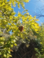 Araneus