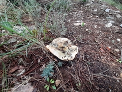 Lactarius sanguifluus