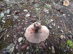 Lactarius sanguifluus