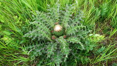 Cirsium drummondii