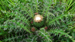 Cirsium drummondii