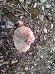 Lactarius sanguifluus