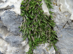 Galium graecum graecum