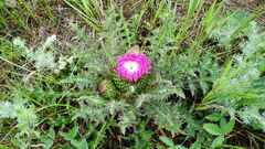 Cirsium drummondii