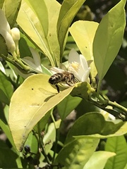 Anthophila