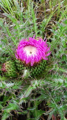 Cirsium drummondii