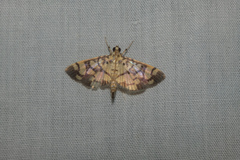 Lygropia distorta