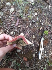 Lactarius sanguifluus