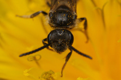 Lasioglossum marginatum