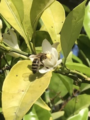 Anthophila