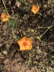 Kallstroemia grandiflora