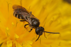 Lasioglossum marginatum