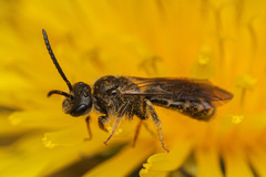 Lasioglossum marginatum
