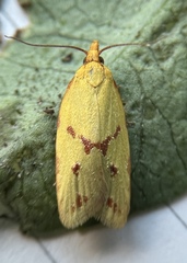 Sparganothis sulfureana