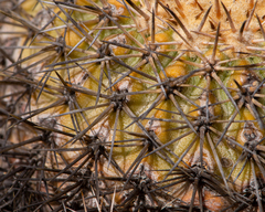 Copiapoa serpentisulcata