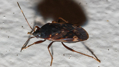 Neolethaeus tenebrosus