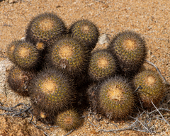 Copiapoa serpentisulcata