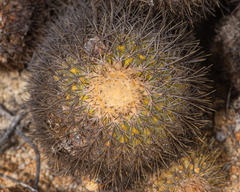 Copiapoa serpentisulcata