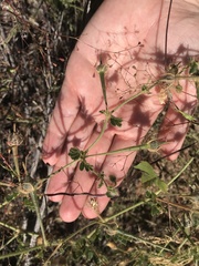 Kallstroemia grandiflora