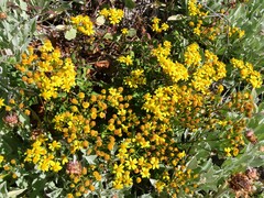 Senecio halimifolius
