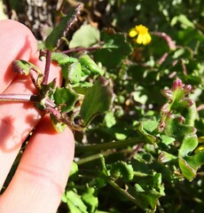 Senecio halimifolius