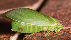 Cystosoma saundersii