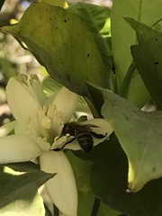 Anthophila