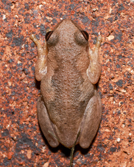 Litoria balatus